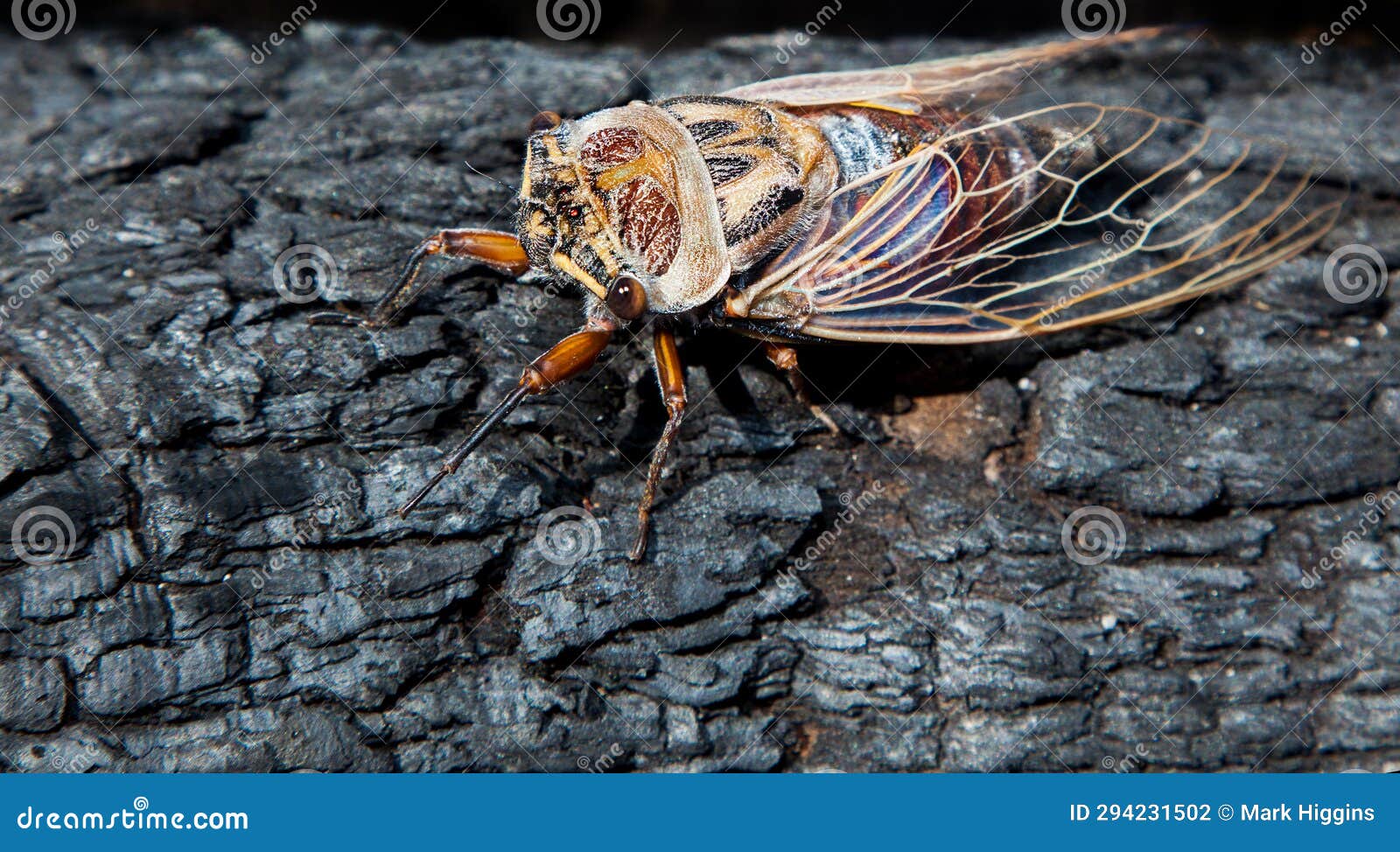 cicada emerges after hibernation